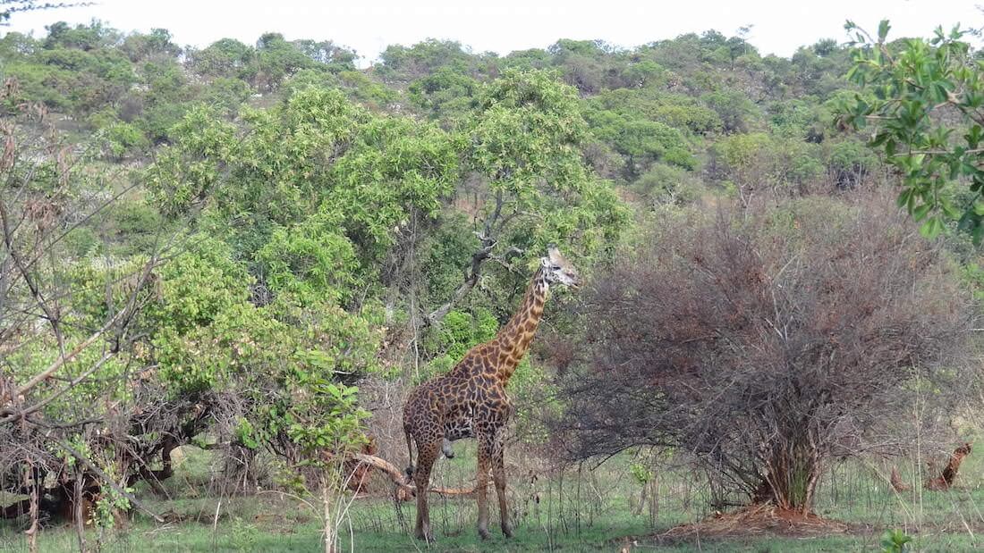 How to visit Akagera Park Cheaply